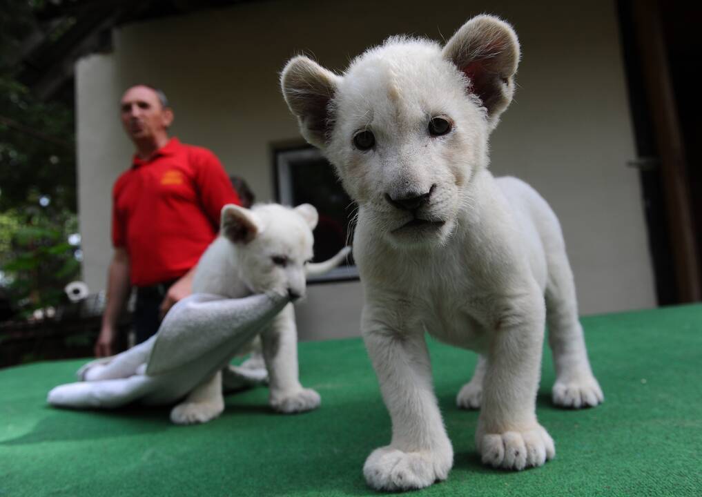 Baltieji liūtukai Budapešto zoologijos sode