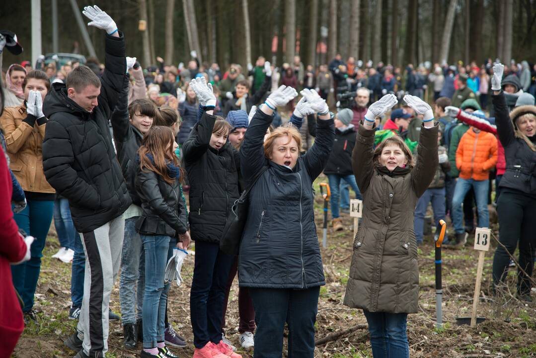 Ąžuolų giraitės „Izraelita” sodinimas