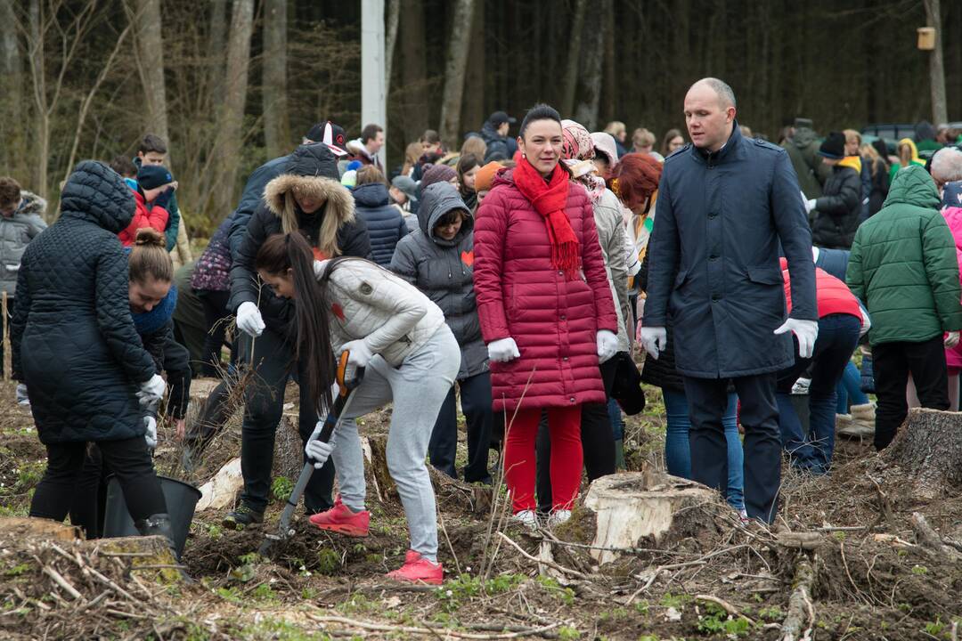 Ąžuolų giraitės „Izraelita” sodinimas