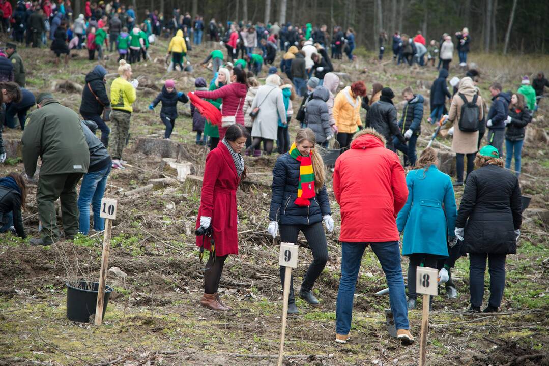 Ąžuolų giraitės „Izraelita” sodinimas