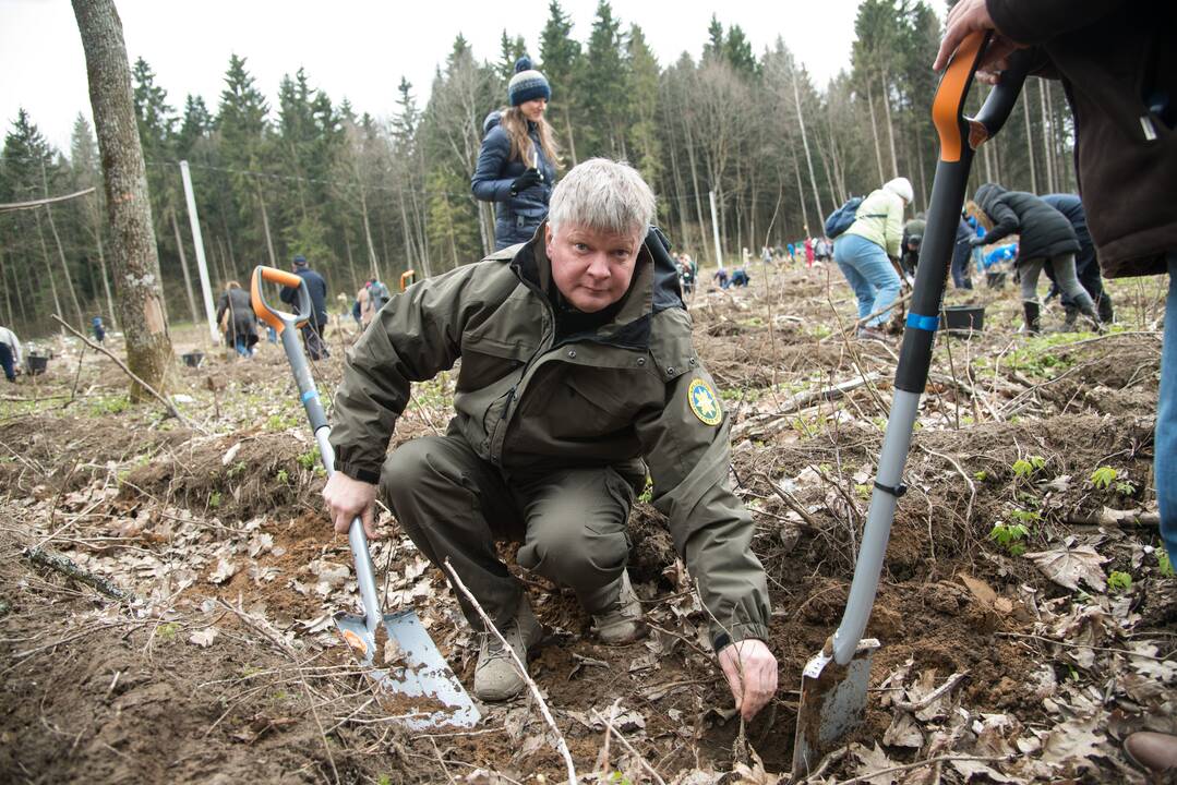 Ąžuolų giraitės „Izraelita” sodinimas