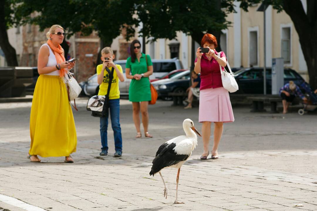 Gandras Rotušės aikštėje