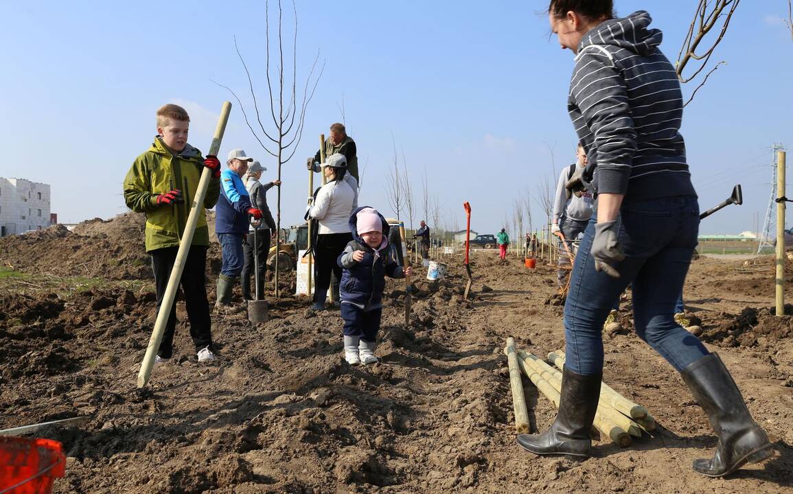 Giraitėje pasodinta šimto liepų alėja