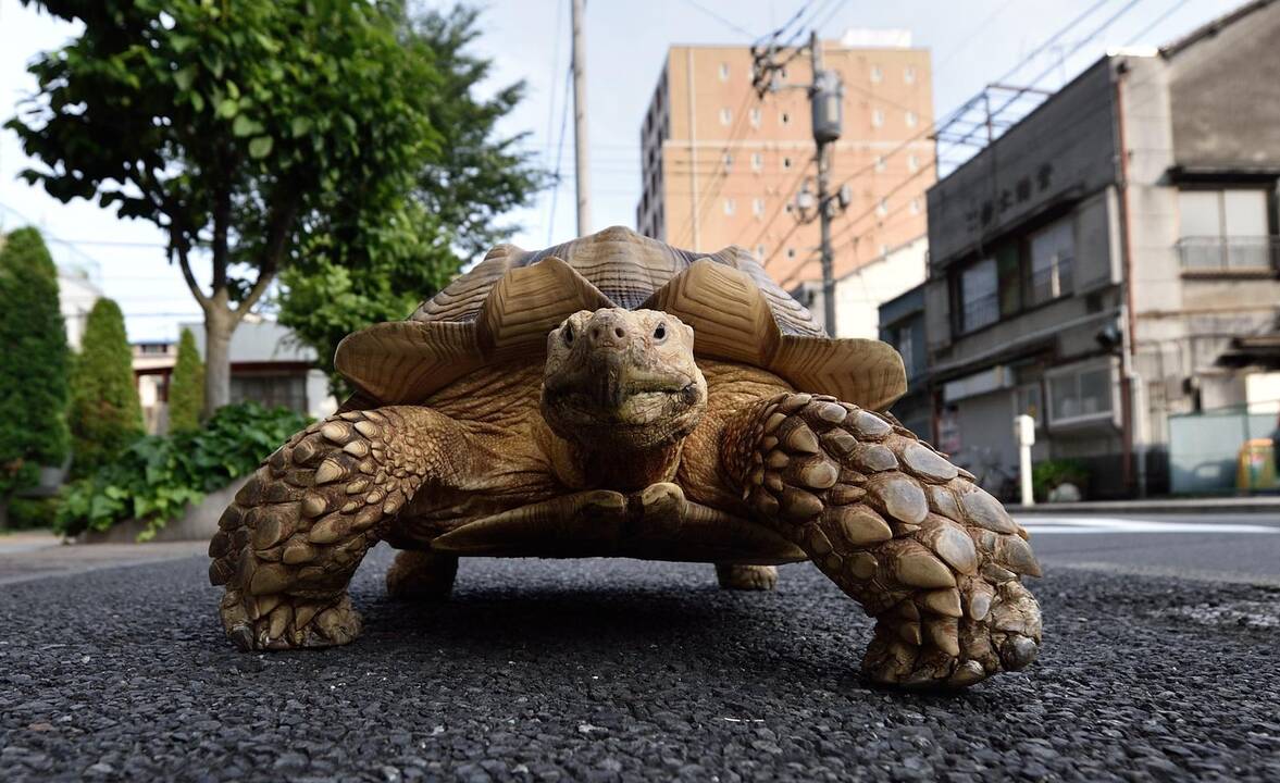 Didžiulis vėžlys Tokijo gatvėse