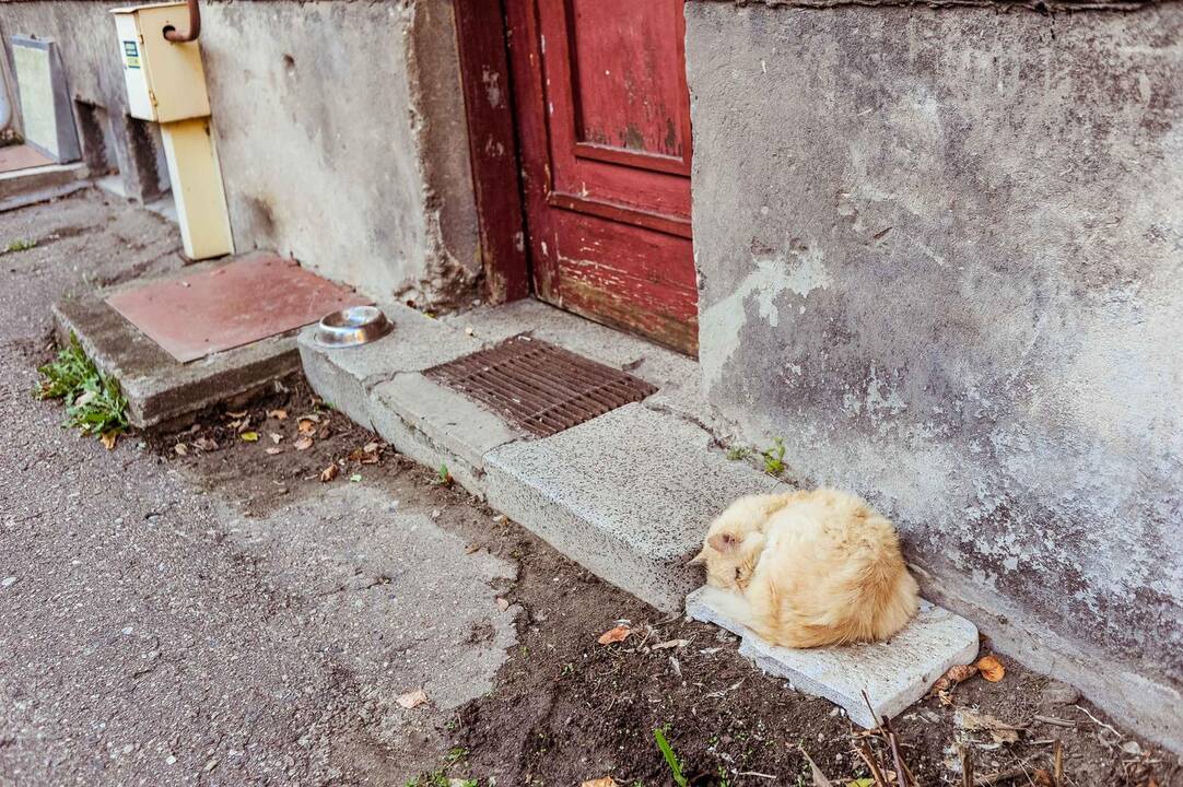 Ruduo Žaliakalnyje