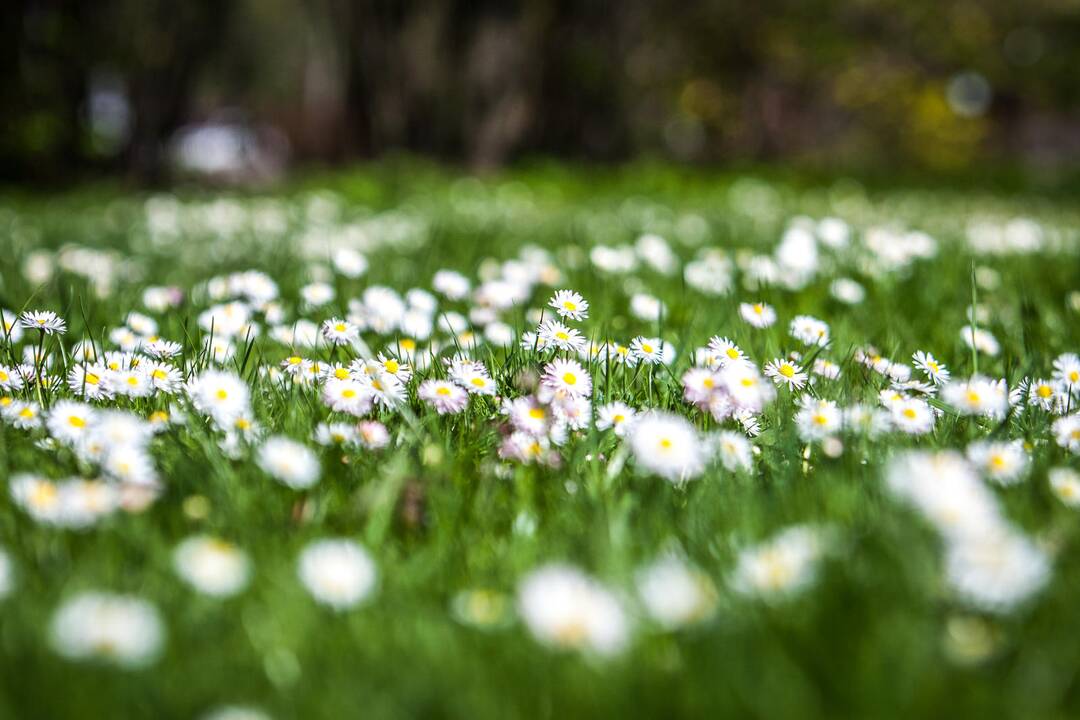 Botanikos sode – svaiginančių gėlių žiedai