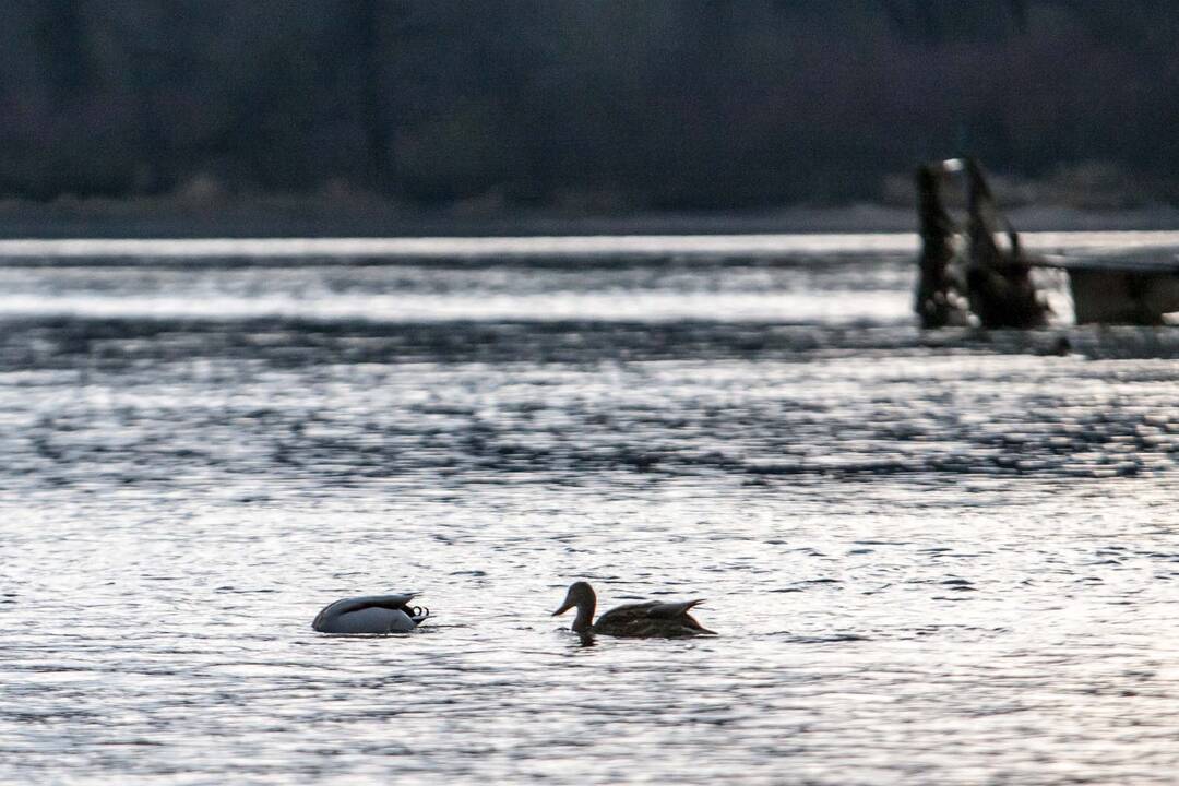 Neišskridę žiemoti sparnuočiai būriuojasi vandens telkiniuose