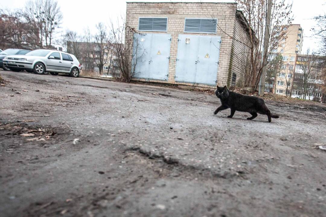 Pasivaikščiojimas po Partizanų gatvę