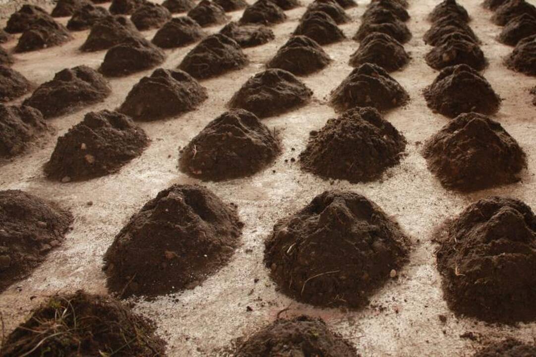 Jūros pakrante nusidrieks žemės meno „Veidų kelias“