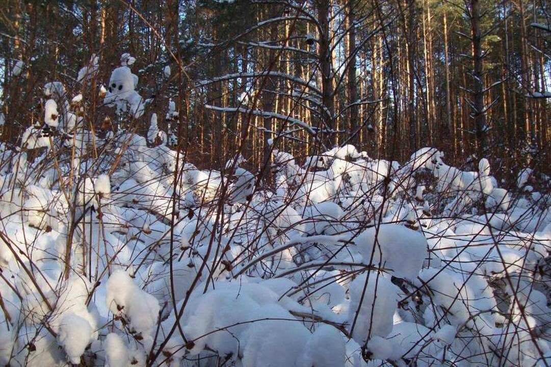 Speigo nepabūgo šimtai „Snaigės žygio“ dalyvių (naujokų įspūdžiai)