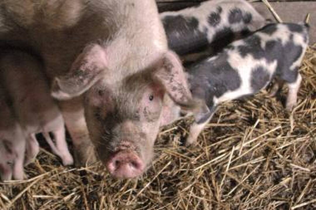 Dėl maro į Leningrado sritį uždrausta išvežti kiaules bei įsivežti pašarus