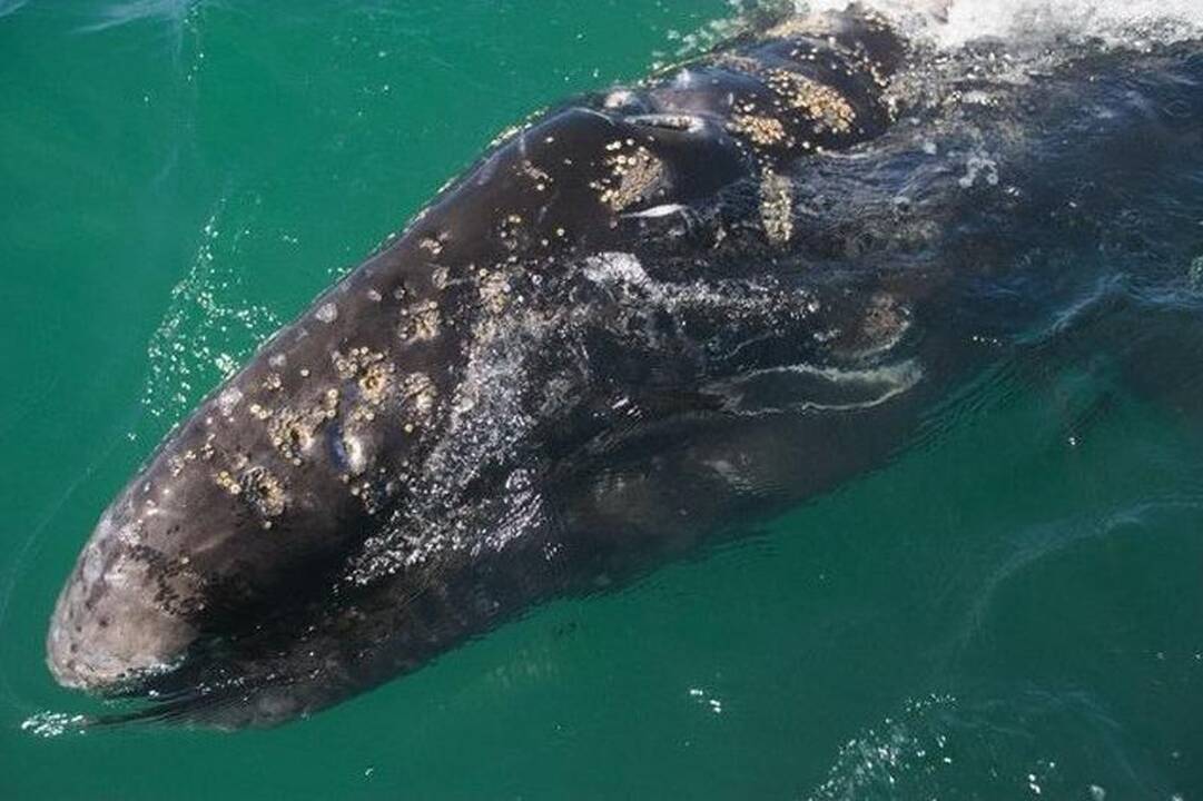 Banginis kilstelėjo savo mažylį, kad jį išvystų turistai