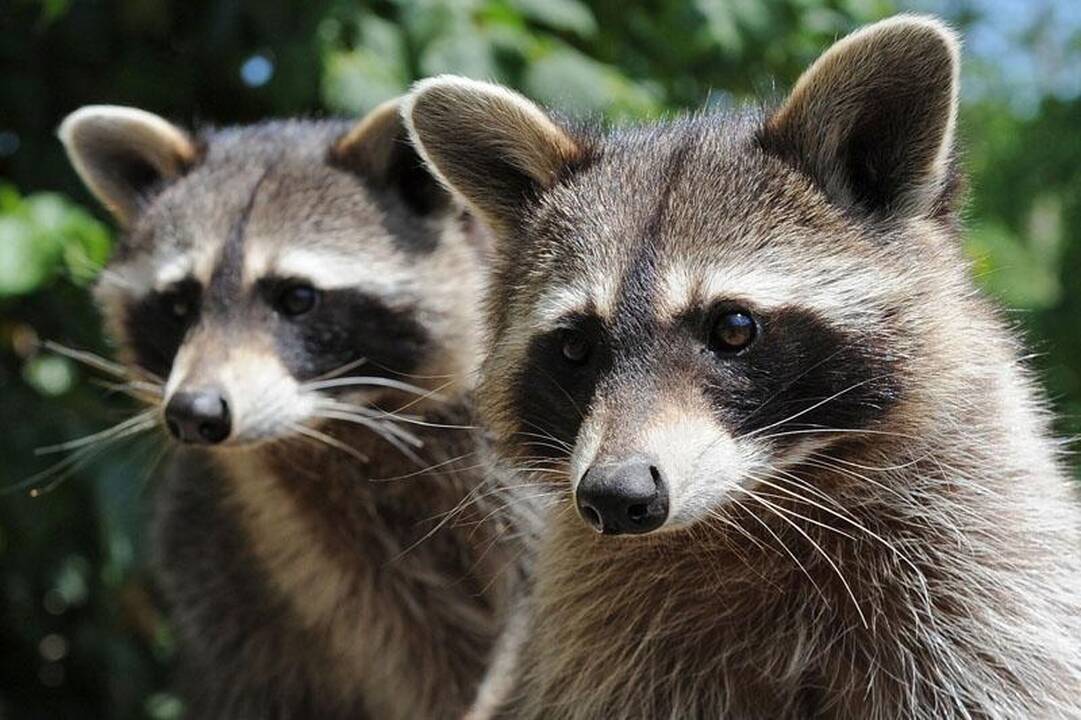 Neginčijami įrodymai, kad meškėnai mėgsta... vogti