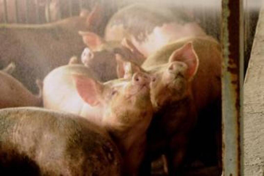 Prognozė: kiaulienos gamyba mažės visose ES šalyse