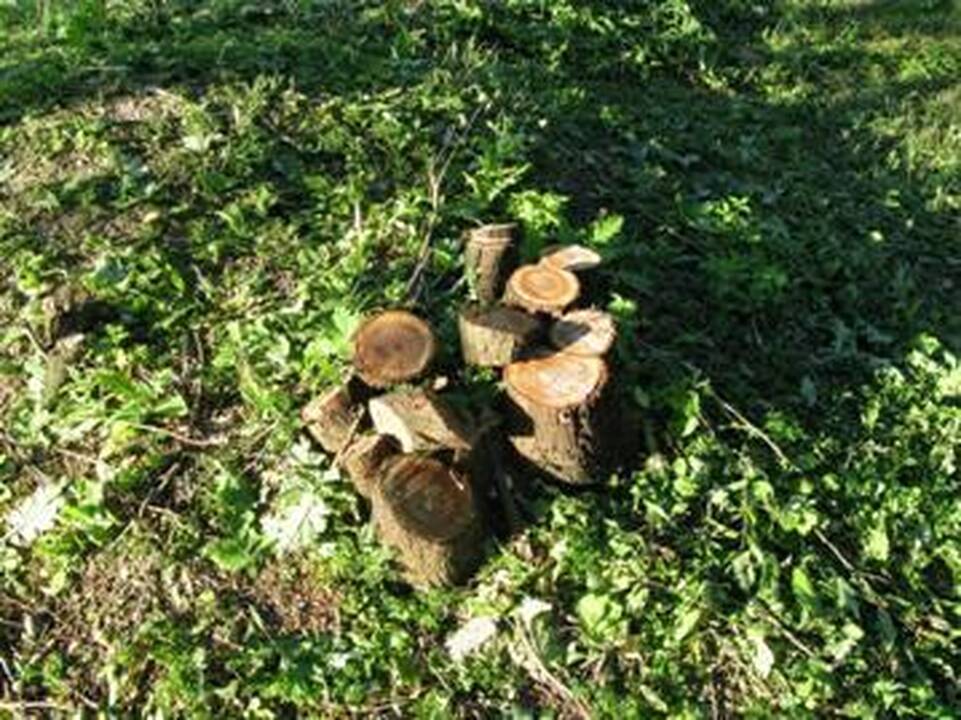 Santakoje iškirsti „viešieji tualetai“