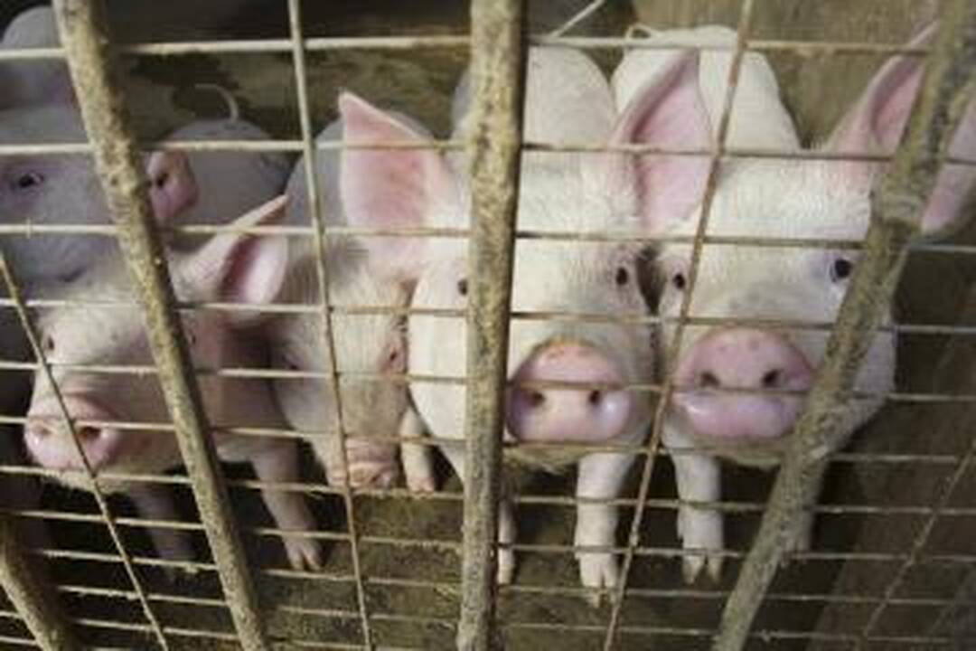 Kaune iš vilkiko pavogti du žalios mėsos gabalai