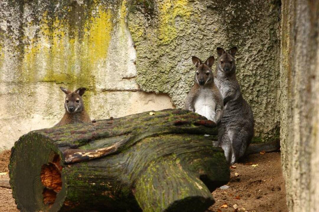 Zoologijos sodo prižiūrėtojai: netiesa, kad gyvūnai badauja!