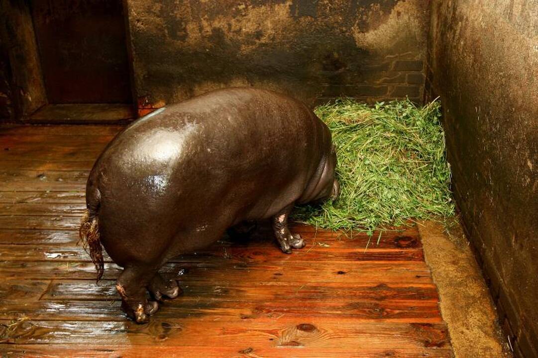 Zoologijos sodo prižiūrėtojai: netiesa, kad gyvūnai badauja!