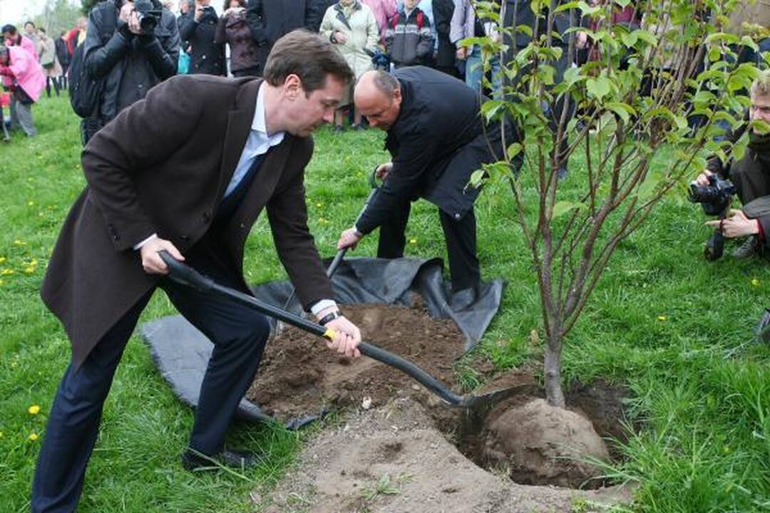 Sakurų sodas Vilniuje dar labiau prasiplėtė