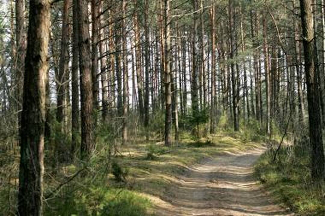 Kretingos rajone rasti 2,5 tūkst. litrų raugo degtinei gaminti