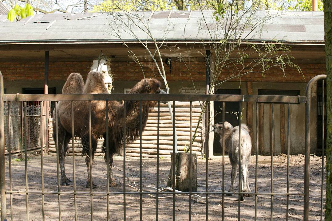 Zoologijos sodo sezono atidarymas