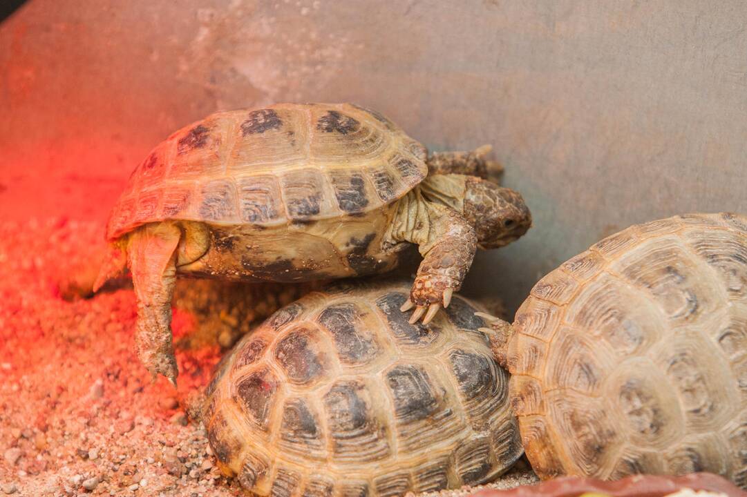 Konfiskuoti vėžliukai Lietuvos zoologijos sode