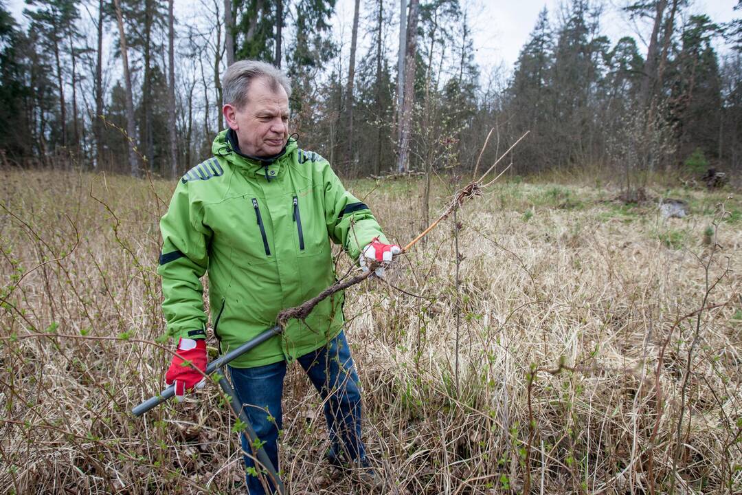 Medelių sodinimo talka Lampėdžiuose ir Panemunėje