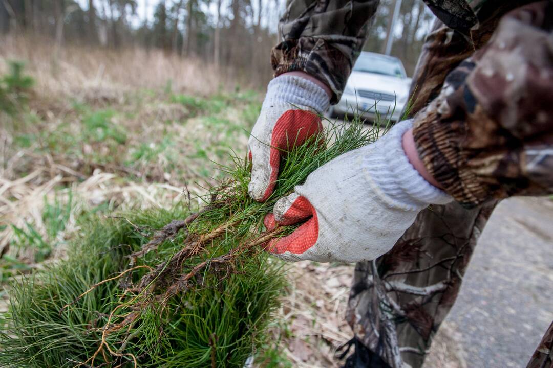 Medelių sodinimo talka Lampėdžiuose ir Panemunėje