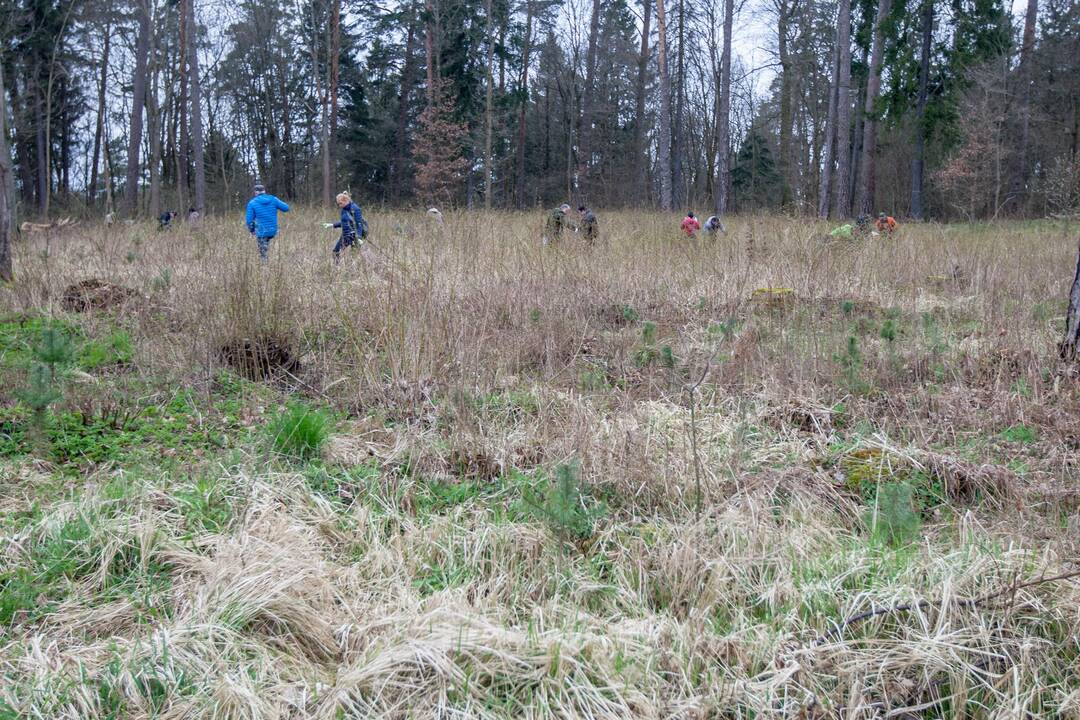 Medelių sodinimo talka Lampėdžiuose ir Panemunėje