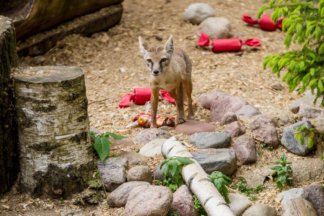 Gyvūnų prižiūrėtojo diena zoologijos sode