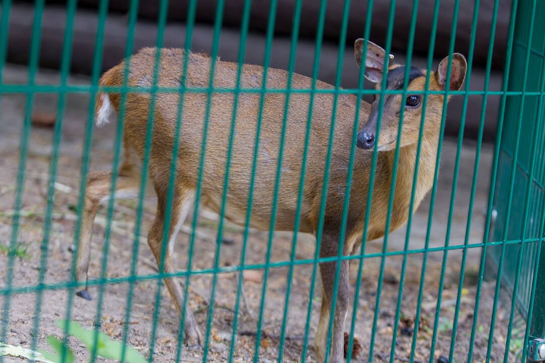 Gyvūnų prižiūrėtojo diena zoologijos sode