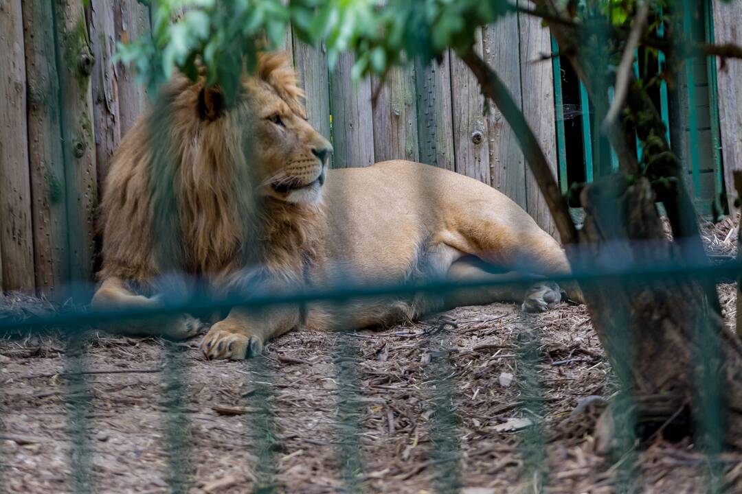 Gyvūnų prižiūrėtojo diena zoologijos sode