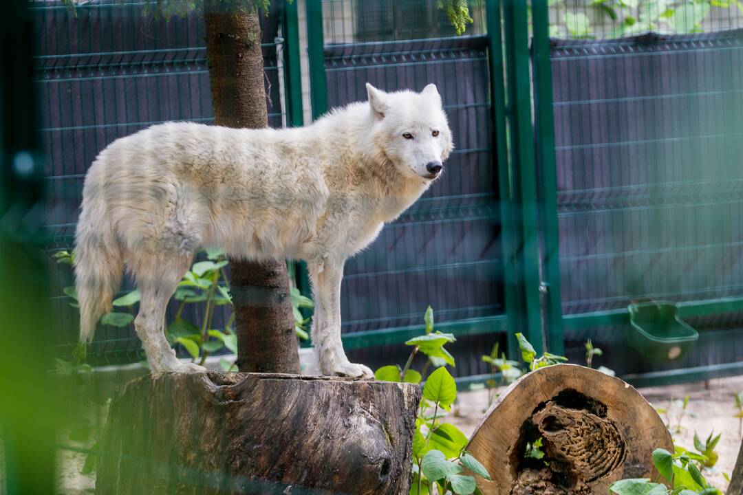 Gyvūnų prižiūrėtojo diena zoologijos sode