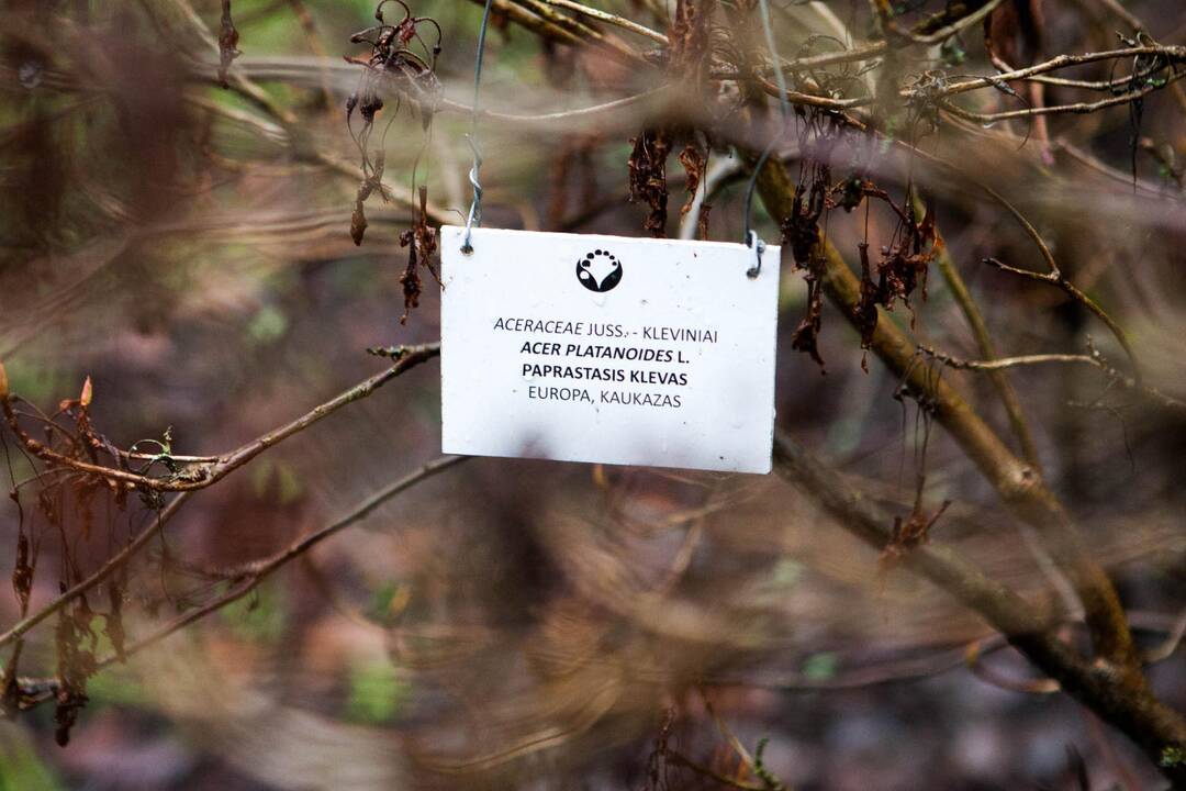 VDU Kauno botanikos sode skleidžiasi žiedai