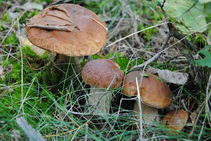 Specialistai: cezis lietuviškuose grybuose dar kaupiasi, bet neviršija normų