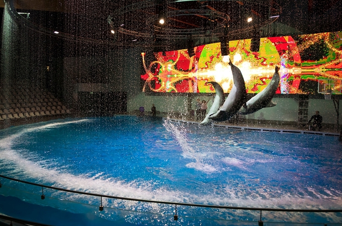 Į delfinariumą sugrįžta kalėdinė „Sniego karalienė“