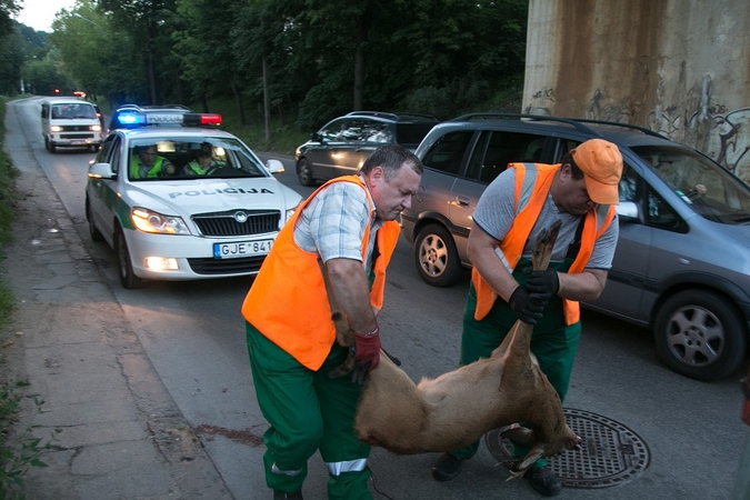 Įspūdinga: vien pernai vairuotojams buvo išmokėti beveik 3 mln. eurų avarijų su gyvūnais nuostoliams padengti. 