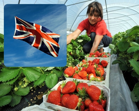 Po „Brexit“ Jungtinėje Karalystėje – didelis darbuotojų iš ES trūkumas: patys britai dirbti nenori