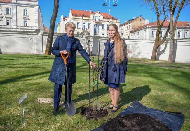 Prezidentė kviečia sodinti šimtmečio ąžuoliukus