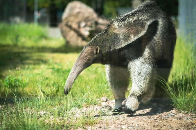 Intriguoja: didžioji skruzdėda, dvipirštis tinginys – vieni naujausių Lietuvos zoologijos sodo gyventojų.