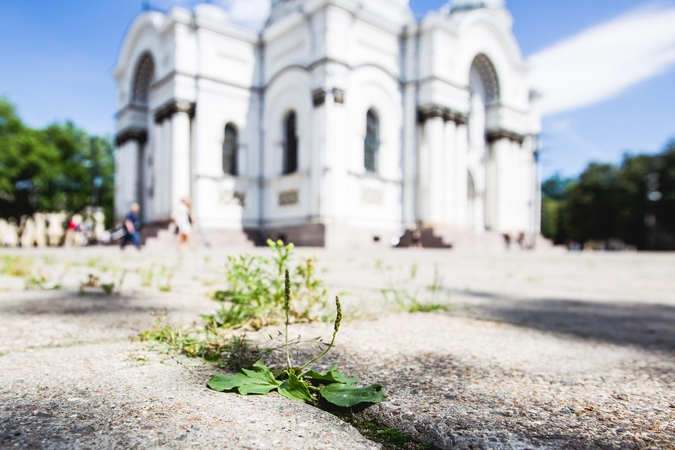 Skirta 3 mln. litų, o miesto centras vis tiek apžėlęs