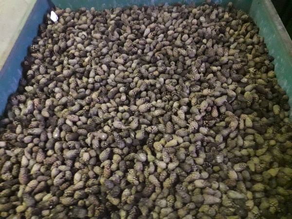 Derlius: vidutiniškai iš 1 t pušų kankorėžių gaunama apie 15 kg sėklų.
