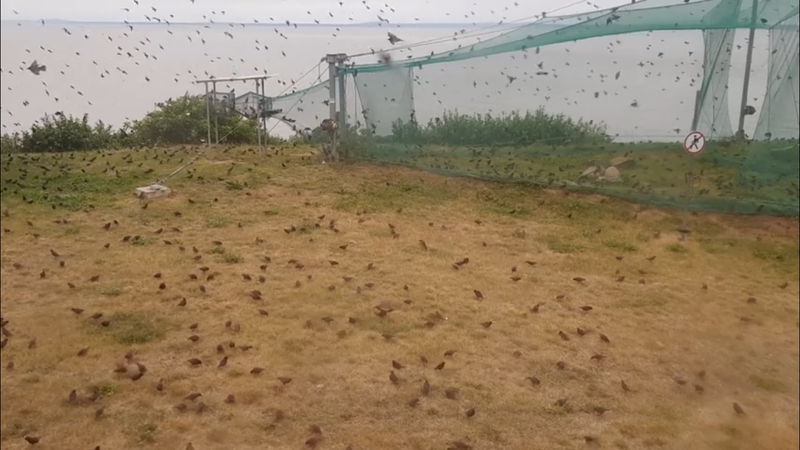 Pajūryje prasidėjo paukščių migracija (vaizdo įrašas)