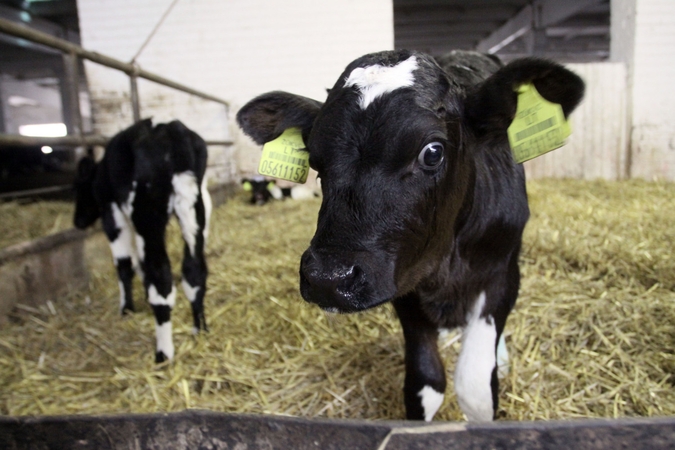 Pieno gaminių rinkoje pastebimi atsigavimo ženklai