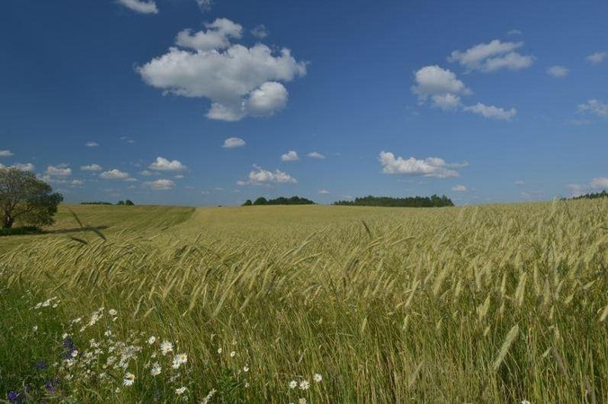 Javapjūtė – pavojingas metas gyvūnams