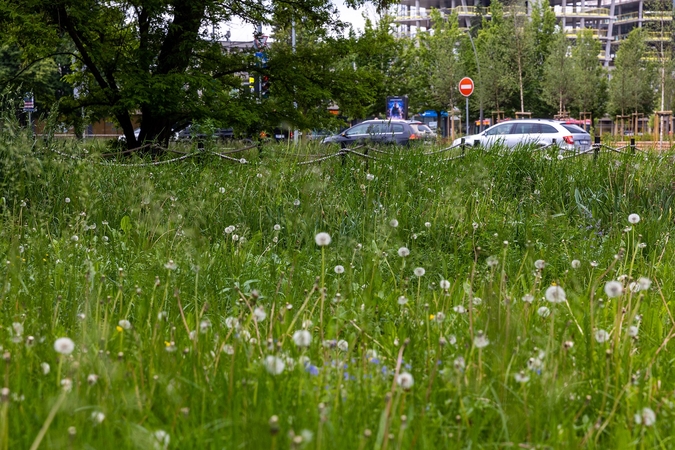 Dėl nenušienautų vejų Vilniuje kreipėsi į prokuratūrą: miesto valdžia turi prisiimti atsakomybę