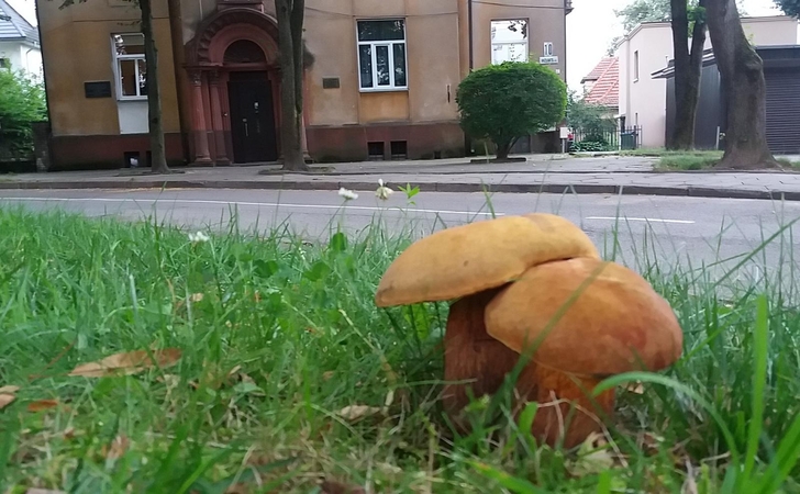 Žaliakalnyje pasipylė grybai