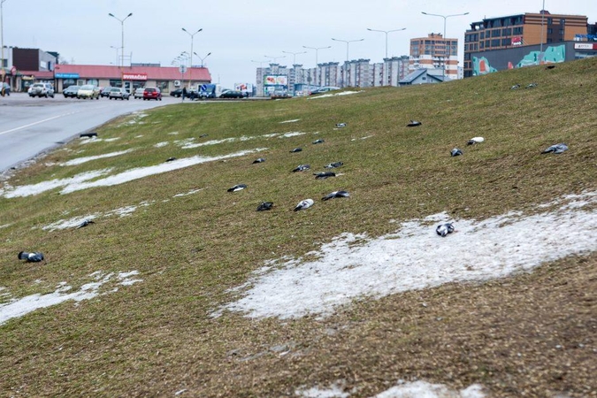Patvirtinta: karveliai Kaune buvo nunuodyti