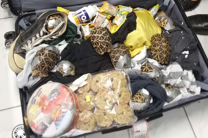 Filipinų oro uoste konfiskuoti per 1,5 tūkst. retų vėžlių