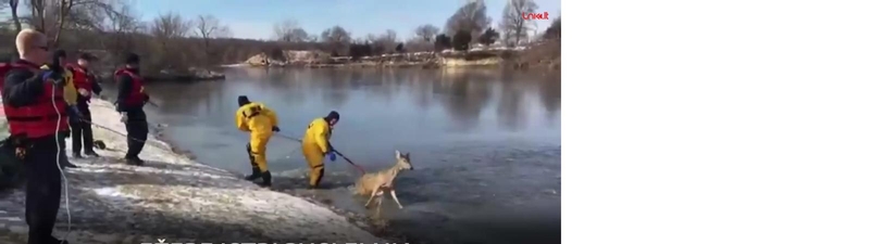 Ugniagesiai išgelbėjo skęstantį elnią